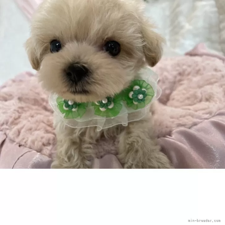 ID:2506-04117の子犬