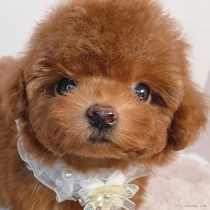 あお 様のお迎えした子犬