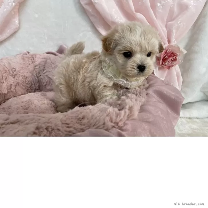 ID:2506-02677の子犬