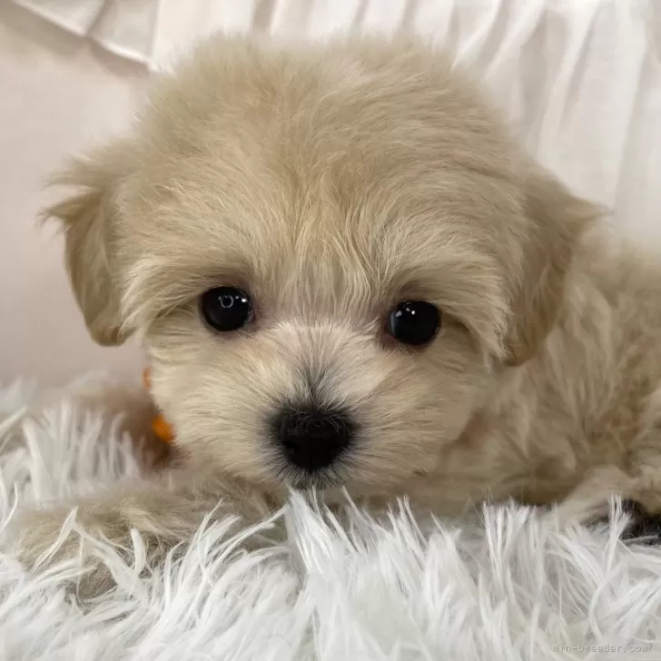 K.N 様のお迎えした子犬