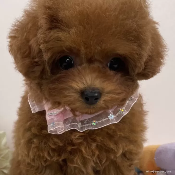 Y.U 様のお迎えした子犬