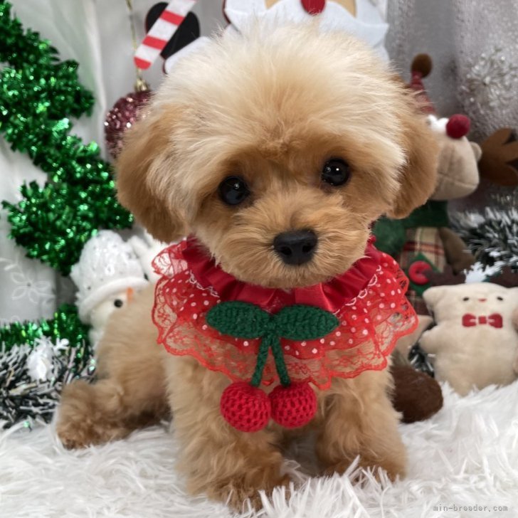 ブリーダー画像