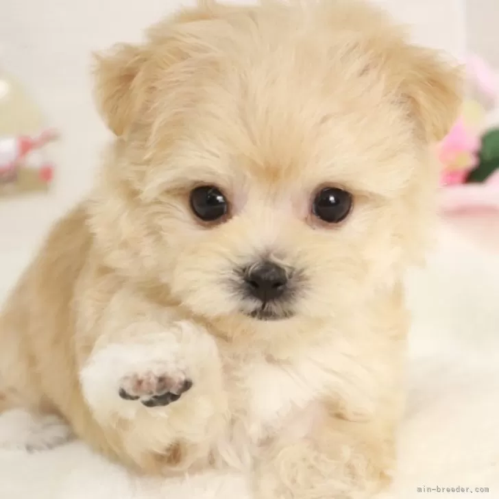 ID：2412-07782の子犬