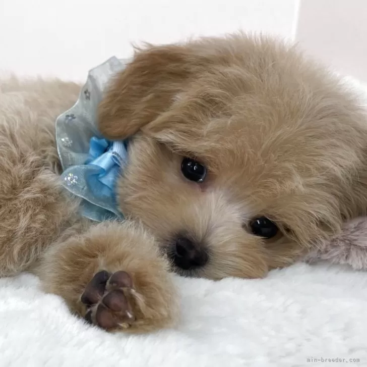 ID:2504-02350の子犬