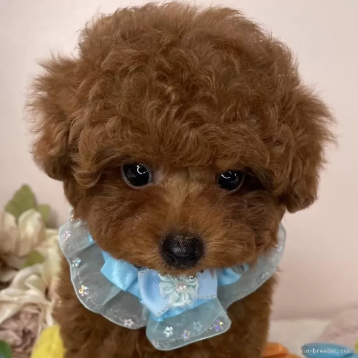 まぁちゃん 様のお迎えした子犬
