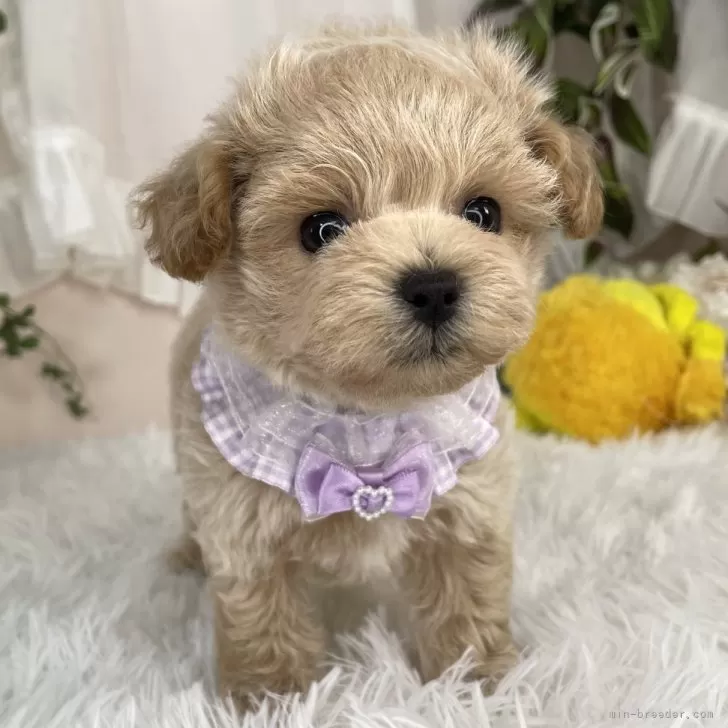 ID：2508-08061の子犬