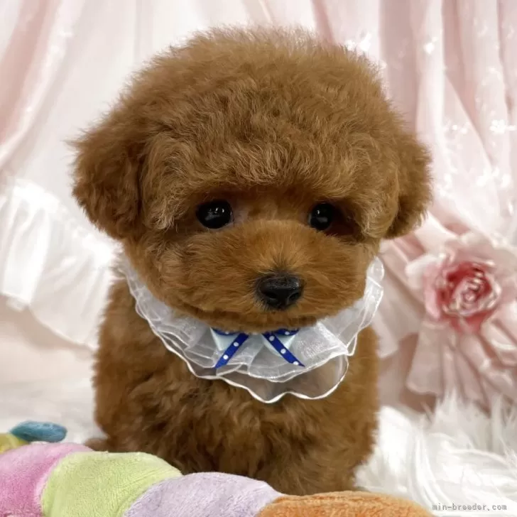 ID:2507-01202の子犬