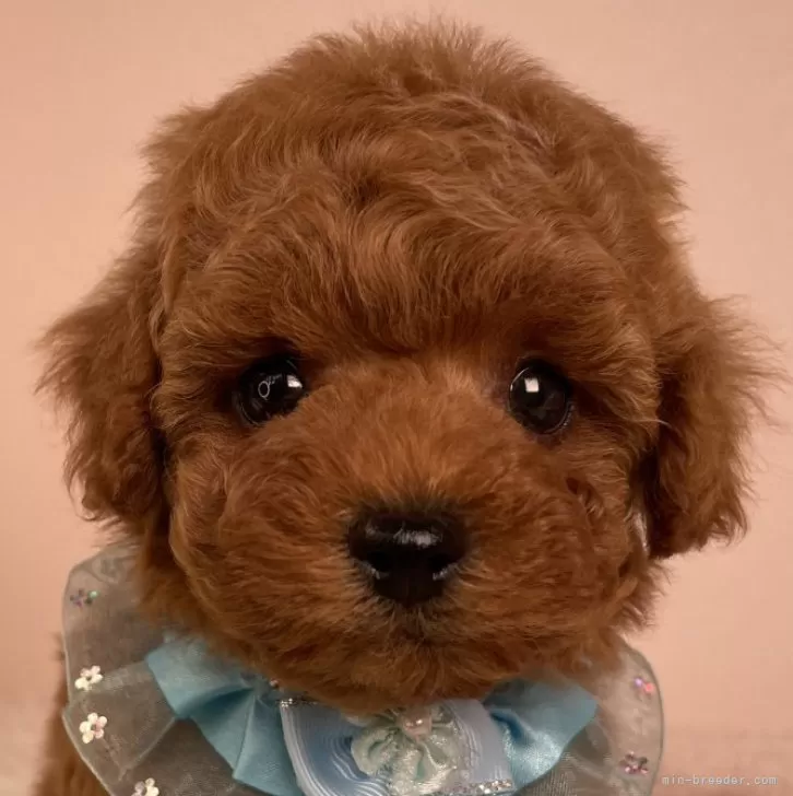 ID:2503-04501の子犬