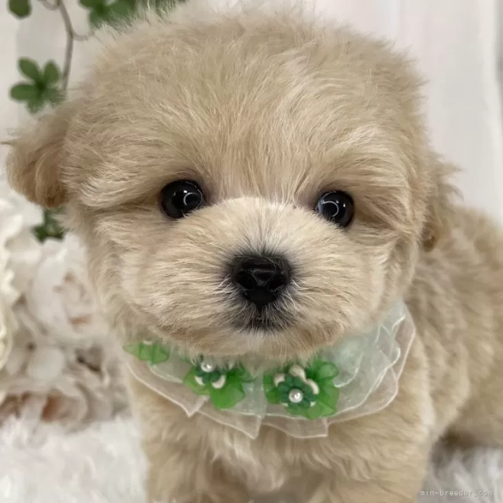 PT 様のお迎えした子犬