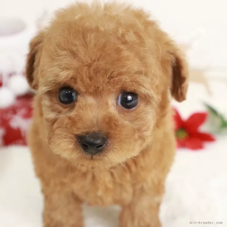 M.T 様のお迎えした子犬