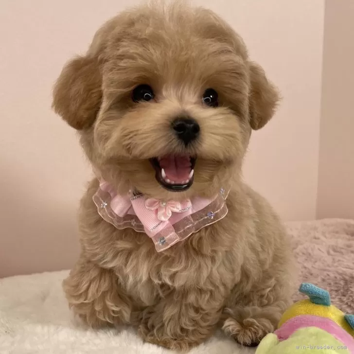 ID:2504-02372の子犬
