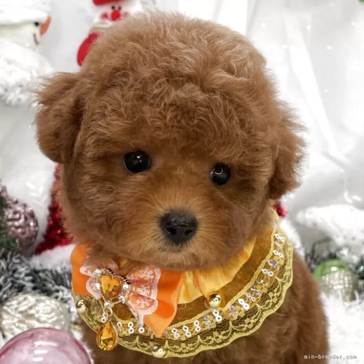 rumikomama 様のお迎えした子犬