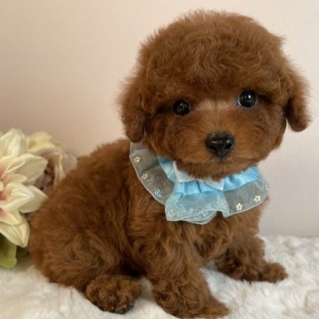 トイプードル(タイニー)【栃木県・男の子・2025年1月19日・レッド】の写真「✨ご家族決まりました✨」