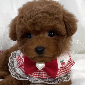 トイプードル(タイニー)【栃木県・女の子・2025年9月26日・レッド】の写真「🌺ご家族様決まりました🌺290,000円」