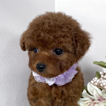 トイプードル(ティーカップ)【栃木県・女の子・2025年3月29日・レッド】の写真「🌺ご家族様決まりました🌺
250,000円」