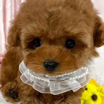 トイプードル(ティーカップ)【栃木県・男の子・2025年5月10日・レッド】の写真「激レアプレミアム✨王子👑🐶💙」