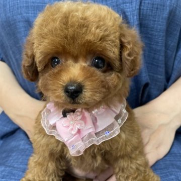 タイニープードル【栃木県・女の子・2025年3月12日・レッド】の写真「タイニー女の子🩷」