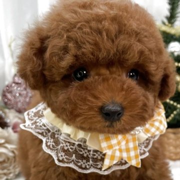 タイニープードル【栃木県・男の子・2025年8月29日・レッド】の写真「タイニー男の子💙」