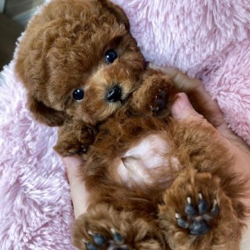 ティーカッププードル【栃木県・男の子・2025年5月14日・レッド】の写真「無欠点🎉🐶👏健康優良児💮✨ティーカッププードル君💙」