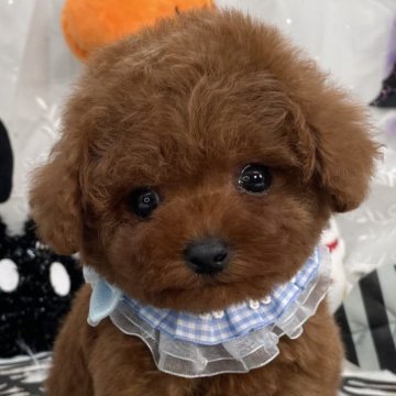 トイプードル(ティーカップ)【栃木県・男の子・2025年7月31日・レッド】の写真「ティーカップ男の子🩵」
