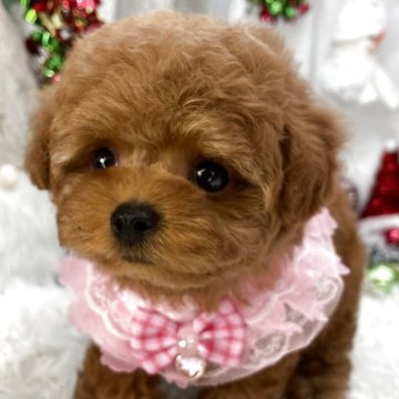 ティーカッププードル【栃木県・女の子・2025年9月22日・レッド】の写真「ティーカップ女の子🎀」