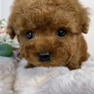 トイプードル(ティーカップ)【栃木県・男の子・2024年12月25日・レッド】の写真「455ｇ🫧可愛い男の子🐶🩵！」