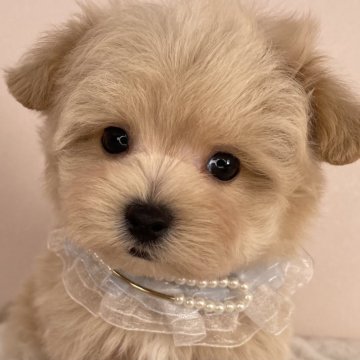 マルプー(マルチーズ×トイプードル)【栃木県・男の子・2025年2月12日・アプリコット】の写真「✨️ご家族様決まりました✨️」