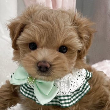 マルプー(マルチーズ×トイプードル)【栃木県・男の子・2025年10月30日・アプリコット】の写真「マルプー男の子🩵」