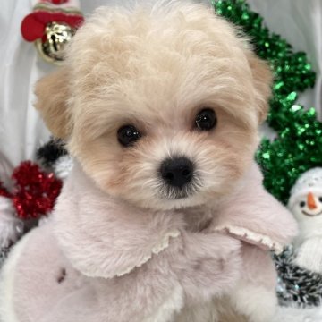 マルプー(トイプードル×マルチーズ)【栃木県・女の子・2025年9月11日・アプリコット】の写真「マルプー女の子🩷」