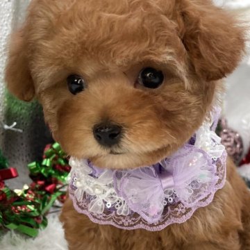 ティーカッププードル【栃木県・女の子・2025年9月29日・レッド】の写真「ティーカップ女の子🩷」