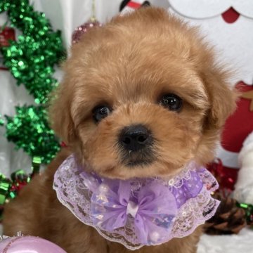 ティーカッププードル【栃木県・女の子・2025年9月17日・レッド】の写真「ティーカップ女の子🎀」