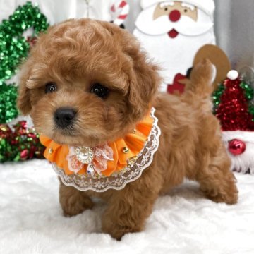 タイニープードル【栃木県・女の子・2025年9月17日・レッド】の写真「タイニー女の子🎀」