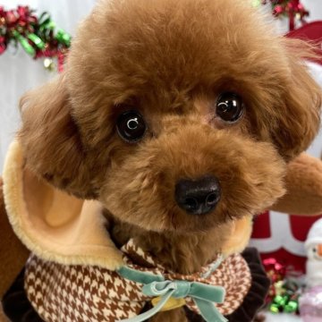 トイプードル(ティーカップ)【栃木県・女の子・2024年5月1日・レッド】の写真「ティーカップ女の子🎀」