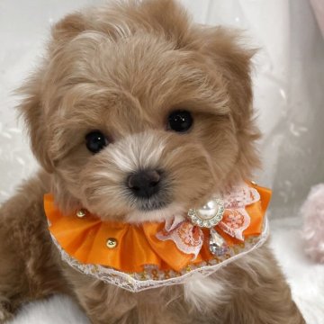マルプー(マルチーズ×トイプードル)【栃木県・女の子・2025年10月30日・アプリコット】の写真「マルプー女の子🎀」