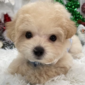 マルプー(トイプードル×マルチーズ)【栃木県・男の子・2025年9月11日・アプリコット】の写真「当日お迎え🉐1万円引き✨‼️」