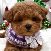 トイプードル(ティーカップ)