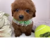 ティーカッププードル