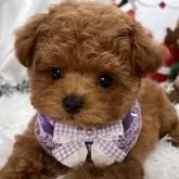 ティーカッププードル