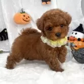 ティーカッププードル