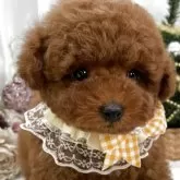 タイニープードル