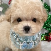 マルプー(トイプードル×マルチーズ)