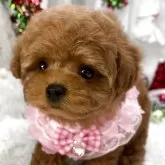 ティーカッププードル