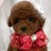 タイニープードル