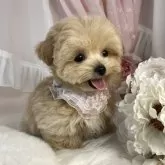 マルプー(マルチーズ×トイプードル)【栃木県・女の子・2025年5月1日・アプリコット】の写真1