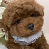 タイニープードル