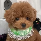 タイニープードル【栃木県・男の子・2025年7月31日・レッド】の写真1