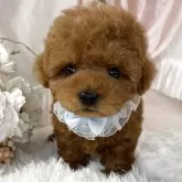 ティーカッププードル