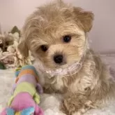 マルプー(マルチーズ×トイプードル)【栃木県・女の子・2025年2月14日・アプリコット】の写真1