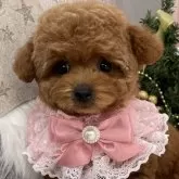 タイニープードル