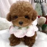 ティーカッププードル